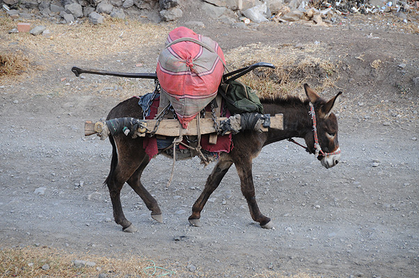 P0399.jpg (4288x2848) NIKON D300 - 18-200mm f/3.5-5.6 // F5,6 // 1/320 sec // ISO 720 // 135,0 mm // no Flash // 2010:08:30 07:09:41 P0399.jpg (4288x2848) NIKON D300 - 18-200mm f/3.5-5.6 // F5,6 // 1/320 sec // ISO 720 // 135,0 mm // no Flash // 2010:08:30 07:09:41